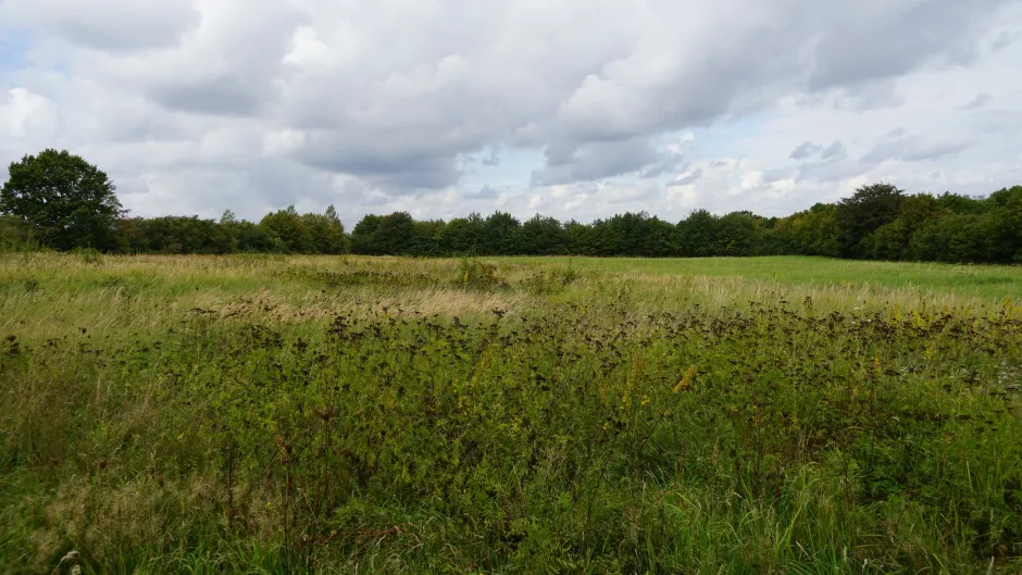 Brache an der Trave